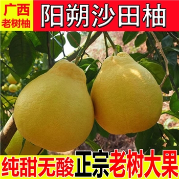 阳朔沙田柚5斤新鲜水果甜蜜